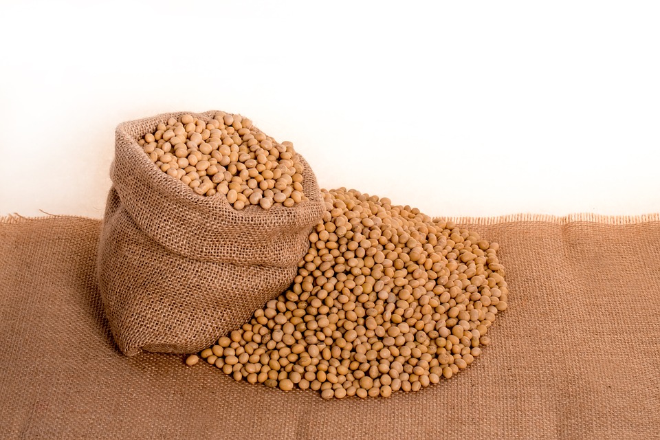 Graines et feves de soja